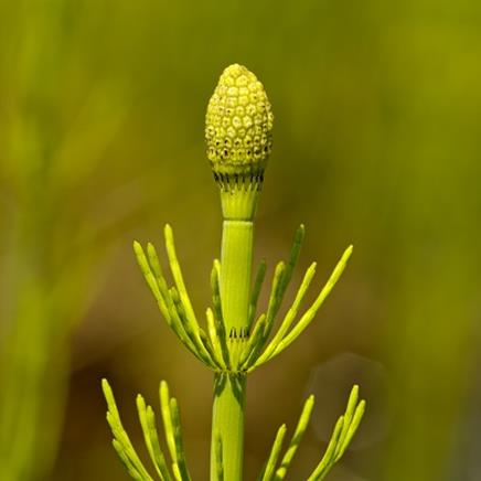 Actif naturel Prêle